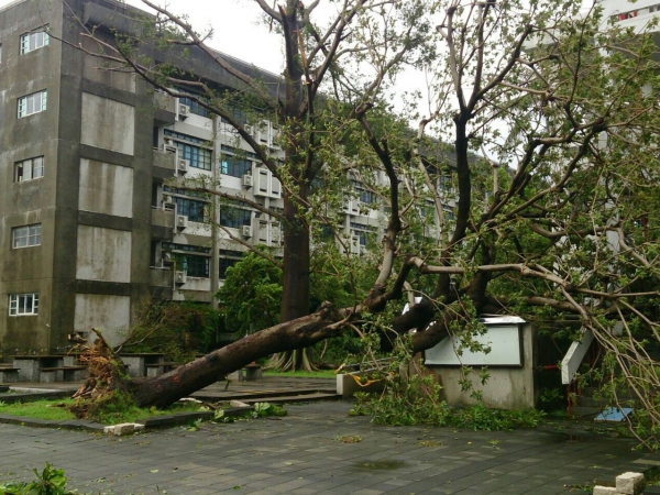 校樹蘋婆最後身影--供師生留念