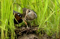輔導室其他相關圖片